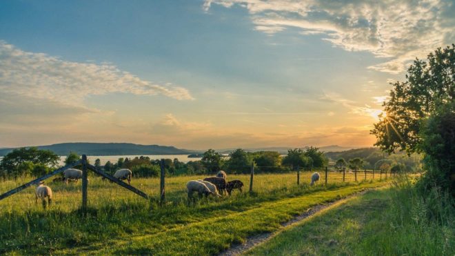 How Many Farms in the US Are Family-ran?